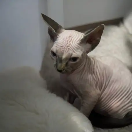Канадский сфинкс котята, фотография 2