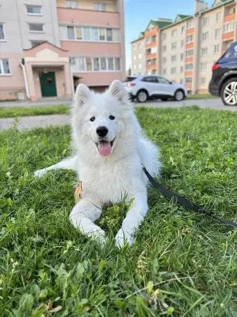 Щенок самоедской лайки, фотография 1