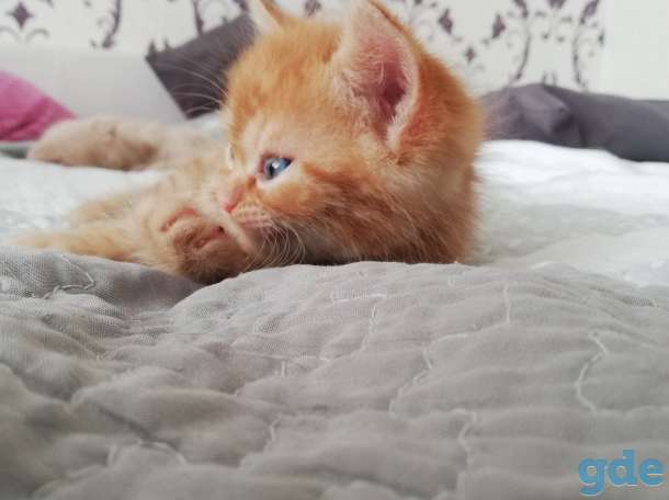 Продам экзотических- котят, фотография 5