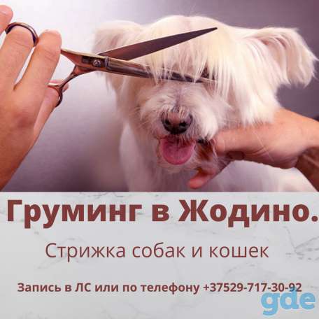 Стрижка собак и кошек в Жодино, фотография 1
