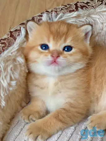 Котята шотландские ЗОЛОТАЯ ШИНШИЛЛА, фотография 1