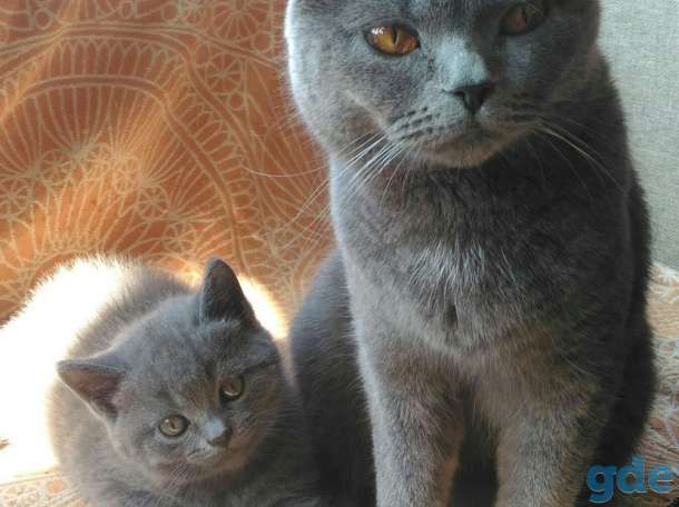 Британские котята, фотография 1