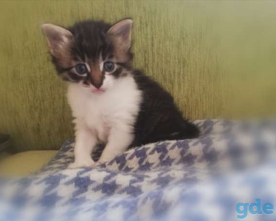 Отдам котят в хорошие руки, фотография 1