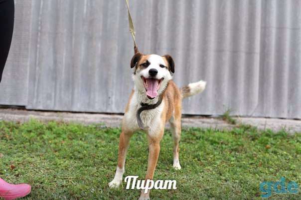 Улыбашка и позитивчик Пират, фотография 3