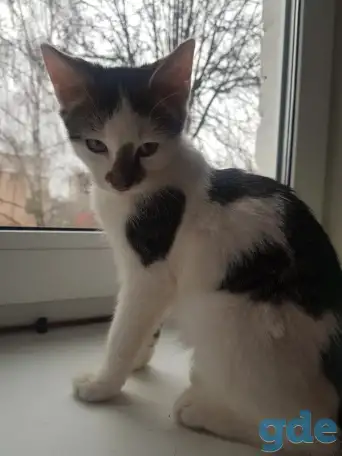 Отдам котёнка в добрые руки, фотография 4