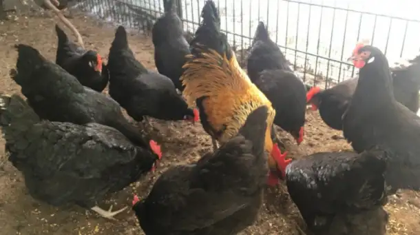 Продам кур несушек, фотография 1