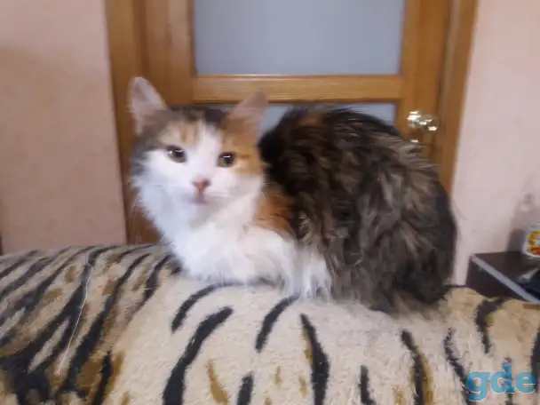 Котики, фотография 3