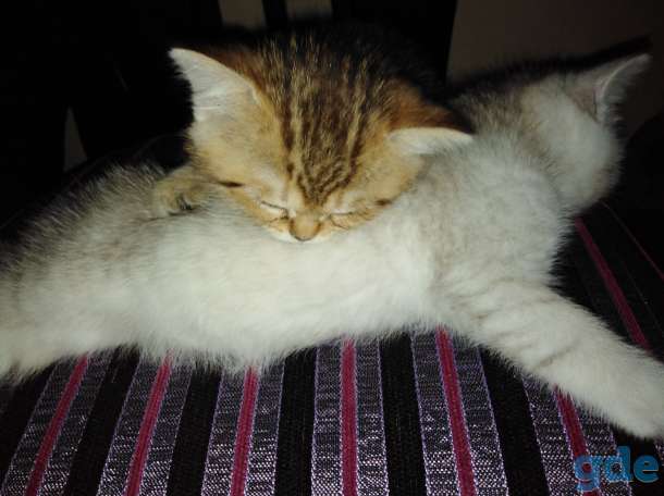 Красивые котята шотландские, фотография 4