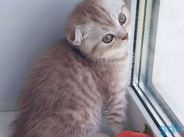 Шотландская вислоухая кошечка, фотография 3