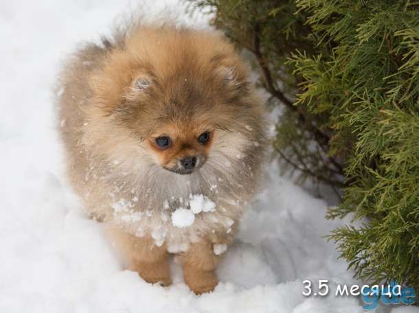 шпиц померанский девочка, фотография 4