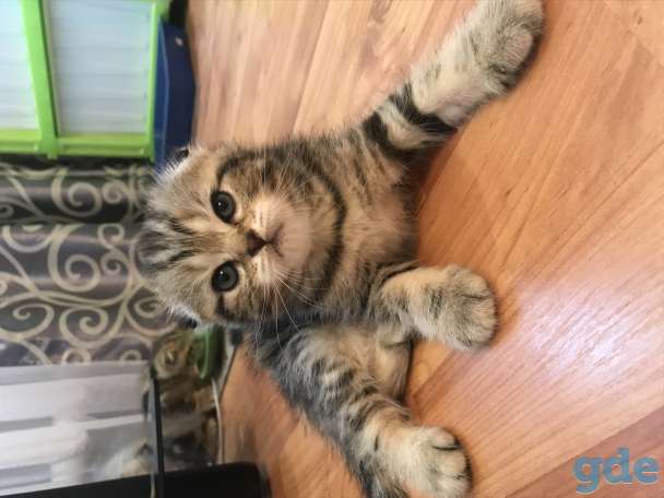 Продаются котята, фотография 3