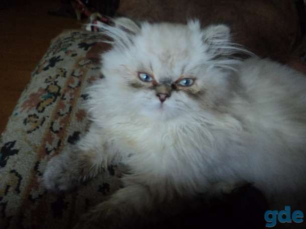 персидские котята, фотография 1