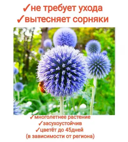 Мордовник шароголовый семена - лекарственное растение и отличный медонос, фотография 5