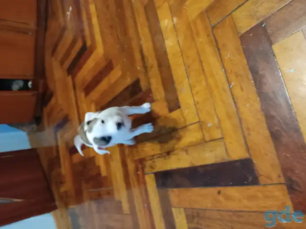 Продам щенка американского стаффордширского терьера, фотография 1