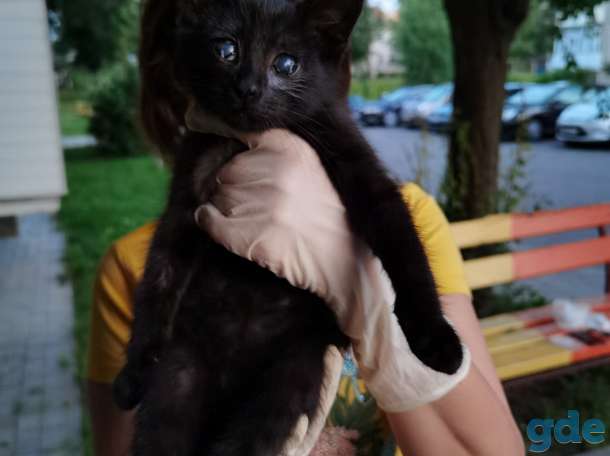 Котенок Анфиса ищет дом!, фотография 5