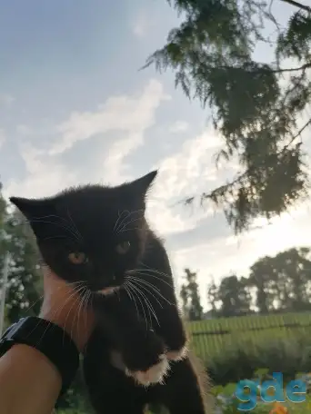 Котята в добрые руки, фотография 1