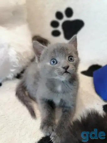 Котята Русская голубая, фотография 2