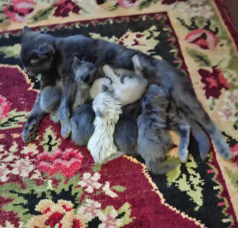 Котята, фотография 2