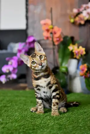 Бенгальские котята из питомника: котик, фотография 2