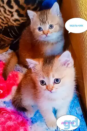 Шотландские вислоухие котята, фотография 4