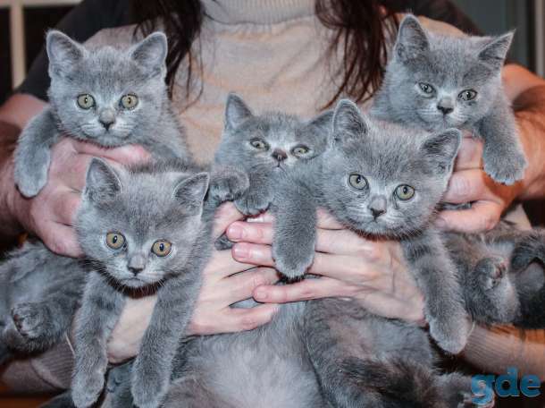 5 британских котят 2 ме, фотография 1