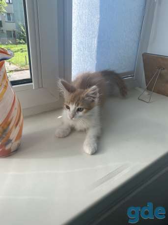 Отдам котенка Анатолия в дар, фотография 1