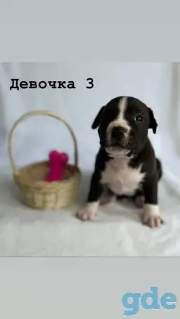Щенки амстафа, фотография 9