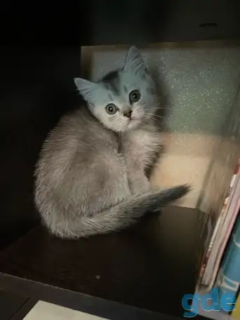 Котята ШОТЛАНДЦЫ, фотография 4