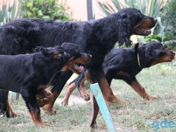 Щенки. Шотландский сеттер (гордон сеттер) Setter Gordon, фотография 3