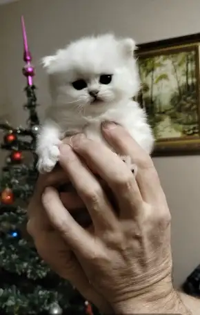 Продажа шотландского котенка, фотография 4