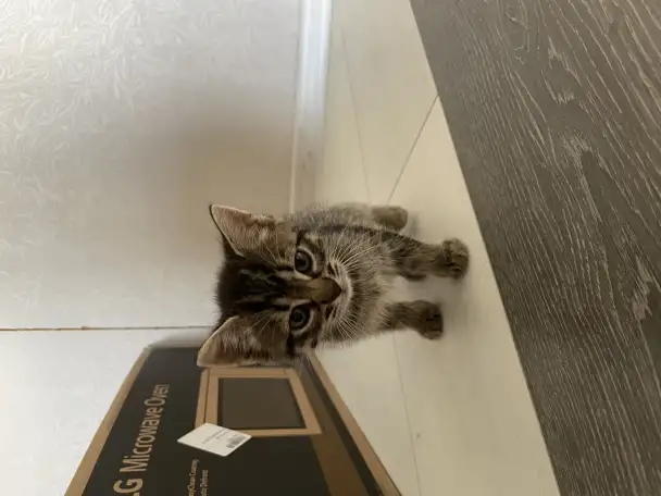 Котята в дар, фотография 5