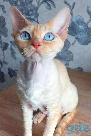 Кошка Девон рекс в разведение, фотография 2