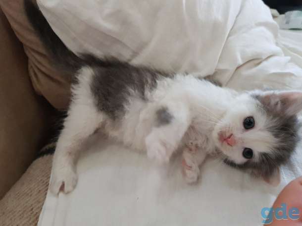 Котята в хорошие руки, фотография 7