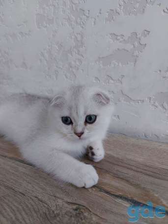 Котята, фотография 1