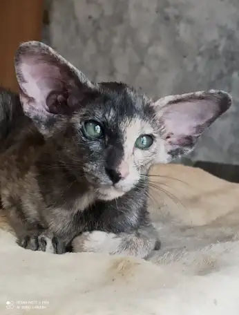 Ориентальные котята, фотография 3