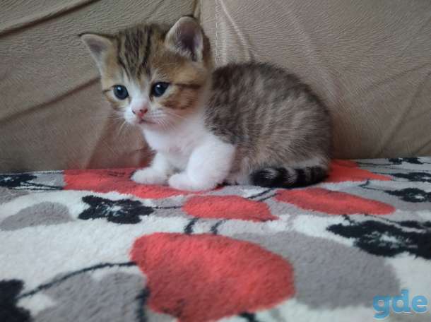 Продам британских котят, фотография 4
