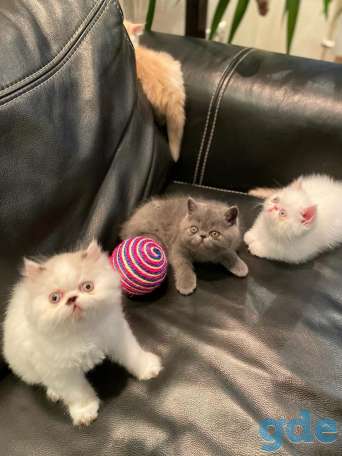 Очень красивые котята!!!, фотография 2