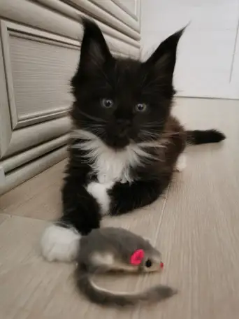 Котятa Мейн Куны из серцифицированного питомника, фотография 7