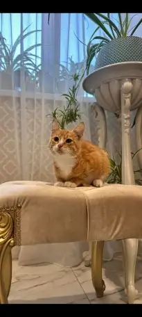 В дар ласковый прекрасный котёнок-мальчик Златик, фотография 7