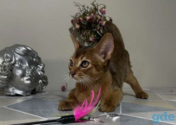Абиссинский котенок, фотография 6