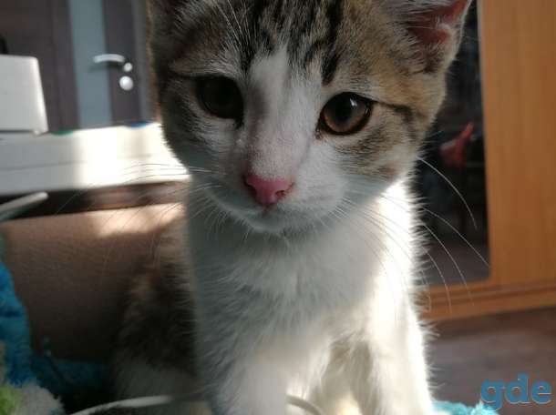 Отдам котенка, фотография 1