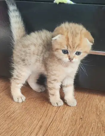 Шотландские котята, фотография 7