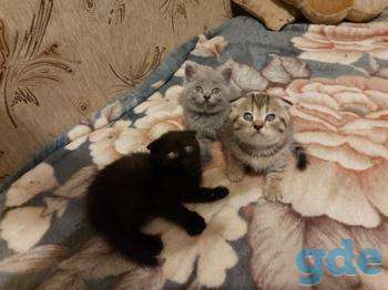 Продам  котят, фотография 1