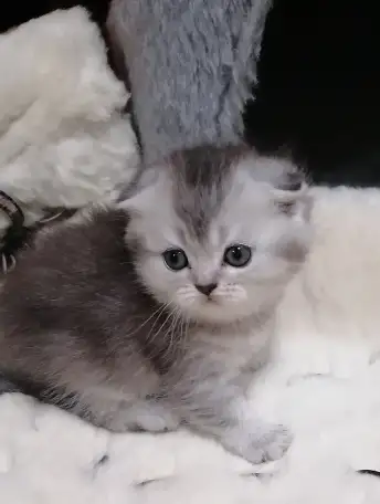 Котята шотландские вислоухие, фотография 8
