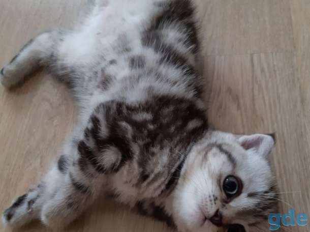 Шотландские котята(Scottish Fold), фотография 5