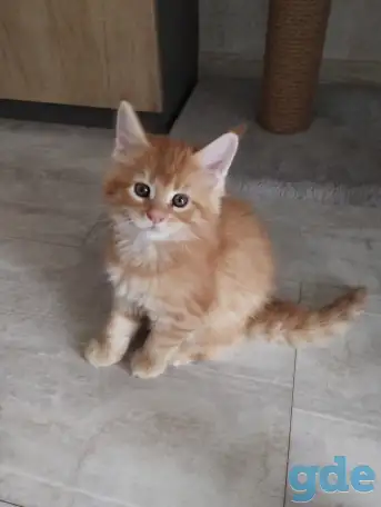 котята Мейн-кун, фотография 5