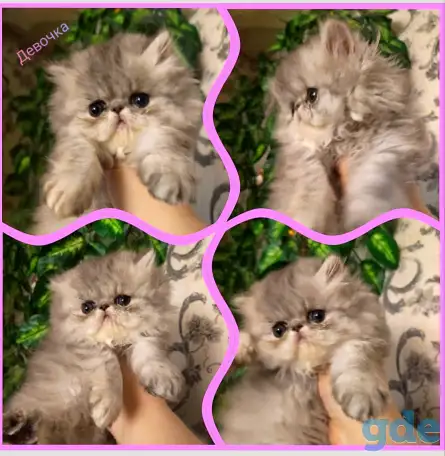 Персидские котята экстремального типа чистокровные. Персы., фотография 6