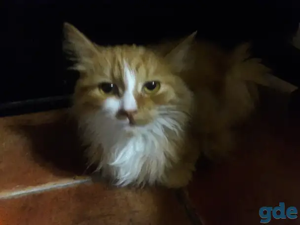 Котята финки, фотография 3