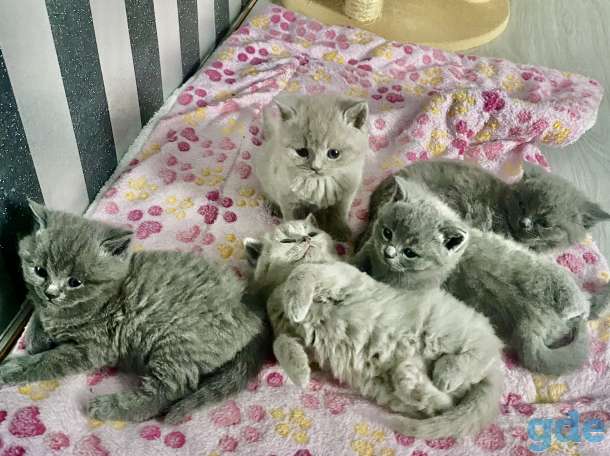 Продам шикарных британских котят, фотография 4