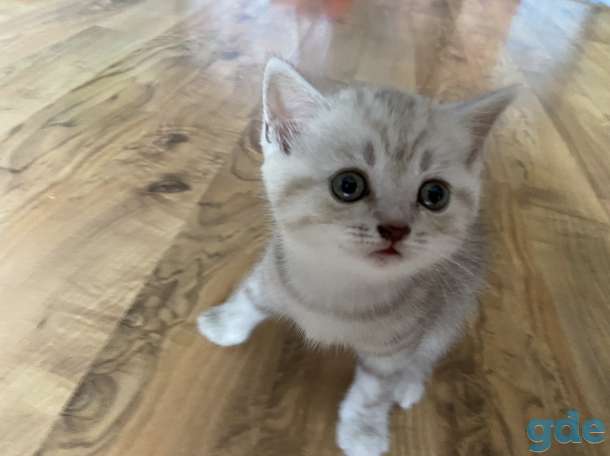 Шотландские котята, фотография 3